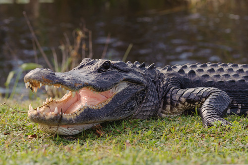 Aggressive,Alligator,In,Everglades,Park,In,Florida