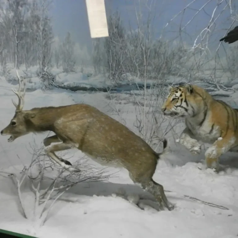 Städtisches Naturkundemuseum Mailand: Eintrittskarte + Audioguide