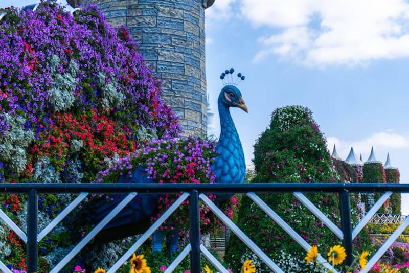 Dubai Miracle Garden 4