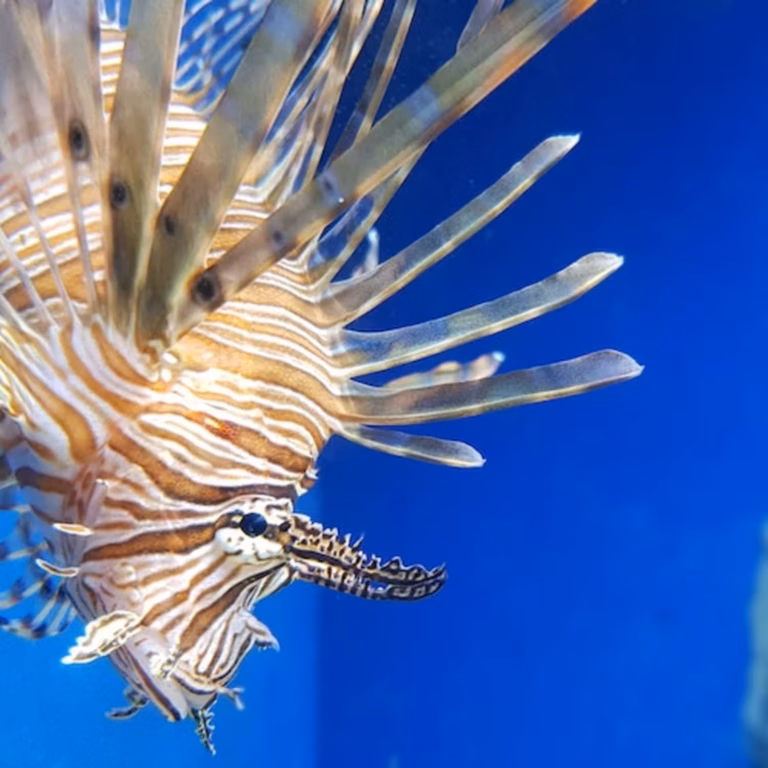 Naples Aquarium: Entrance ticket