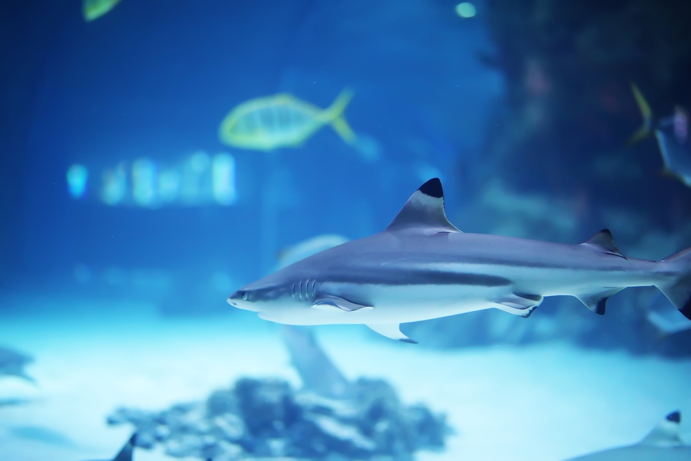 Fish,In,Aquarium.,Oceanarium.,Ocean,Fish,In,The,Aquarium.,Nature