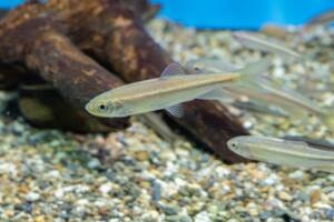 Aquarium de Naples