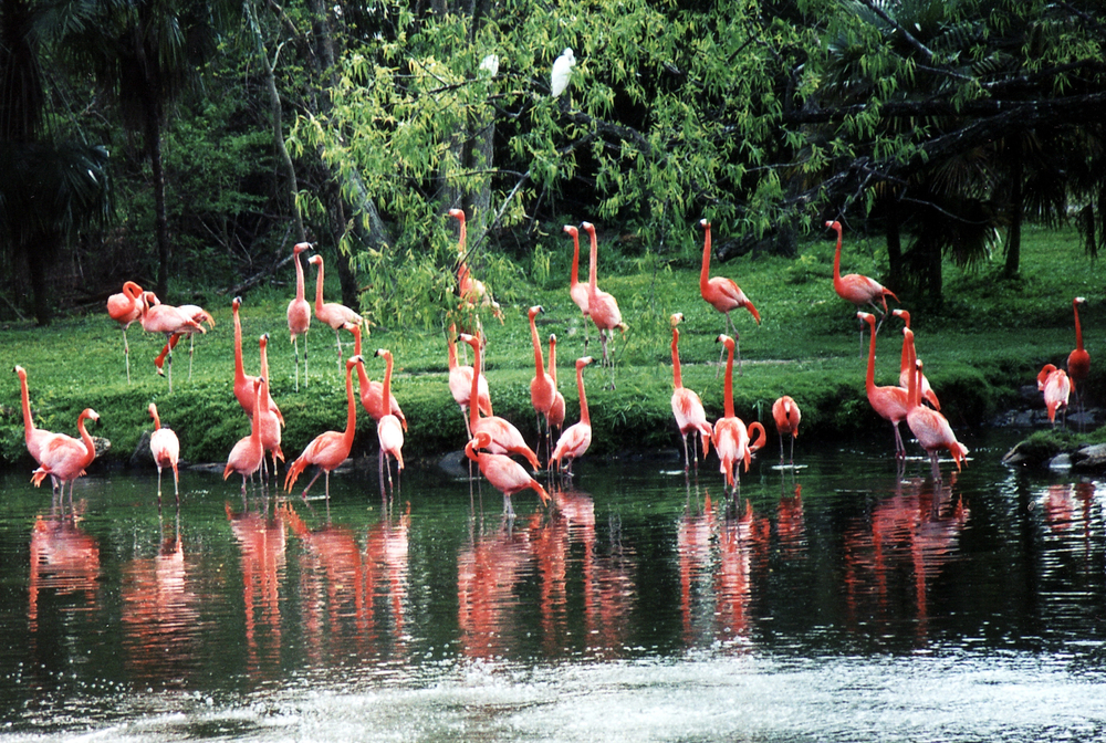 A,Flock,Of,Pink,Flamingos,On,Pond,In,New,Orleans