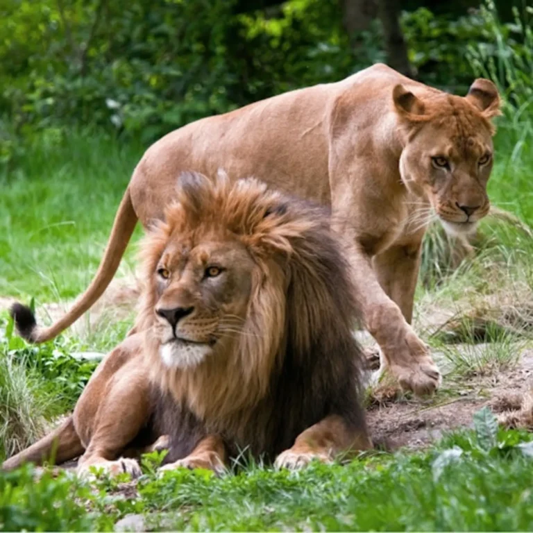 Bronx Zoo