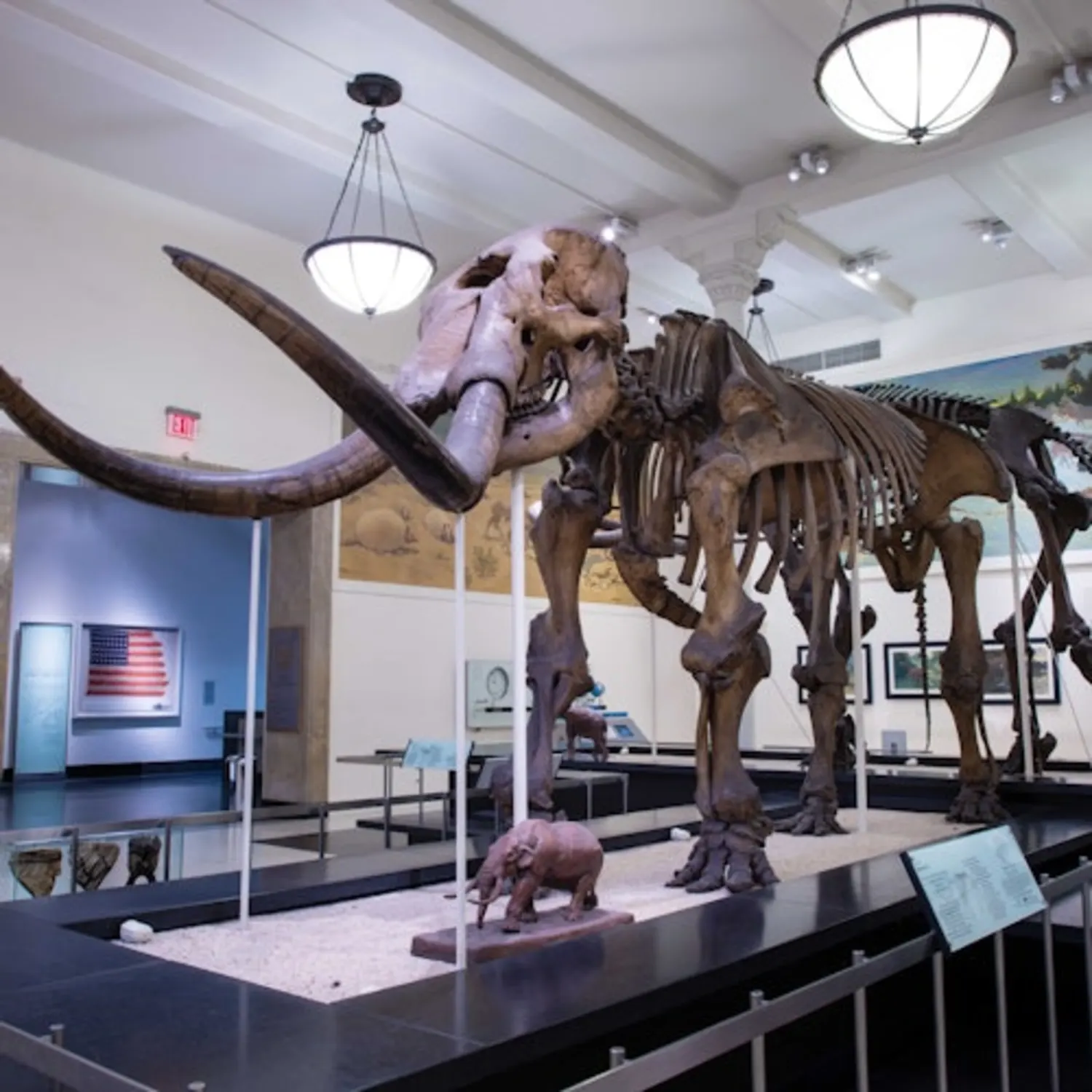 American Museum of Natural History (AMNH): Plus One Ticket