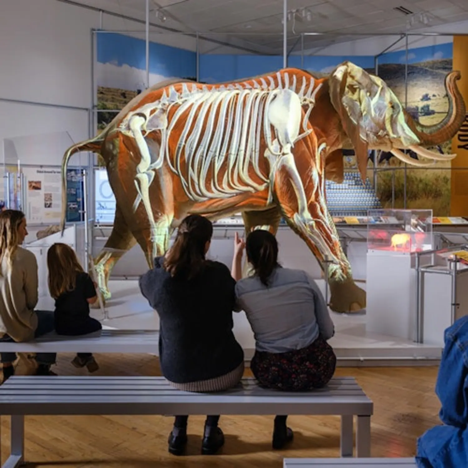 American Museum of Natural History (AMNH): All Ticketed Exhibitions