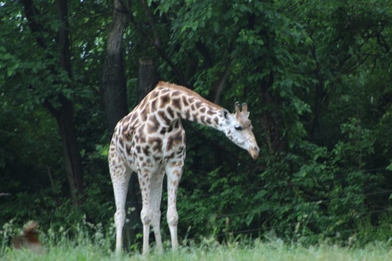 bronx-zoo-giraffes