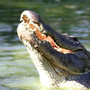 Gatorland