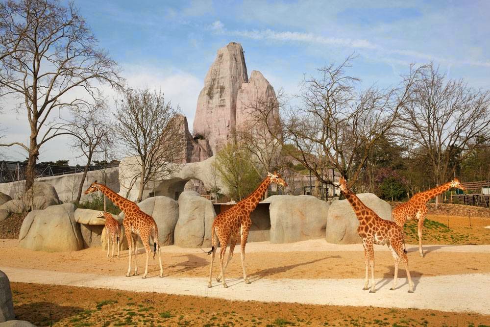 parc-zoologique-giraffe-herbe-savane-habitat