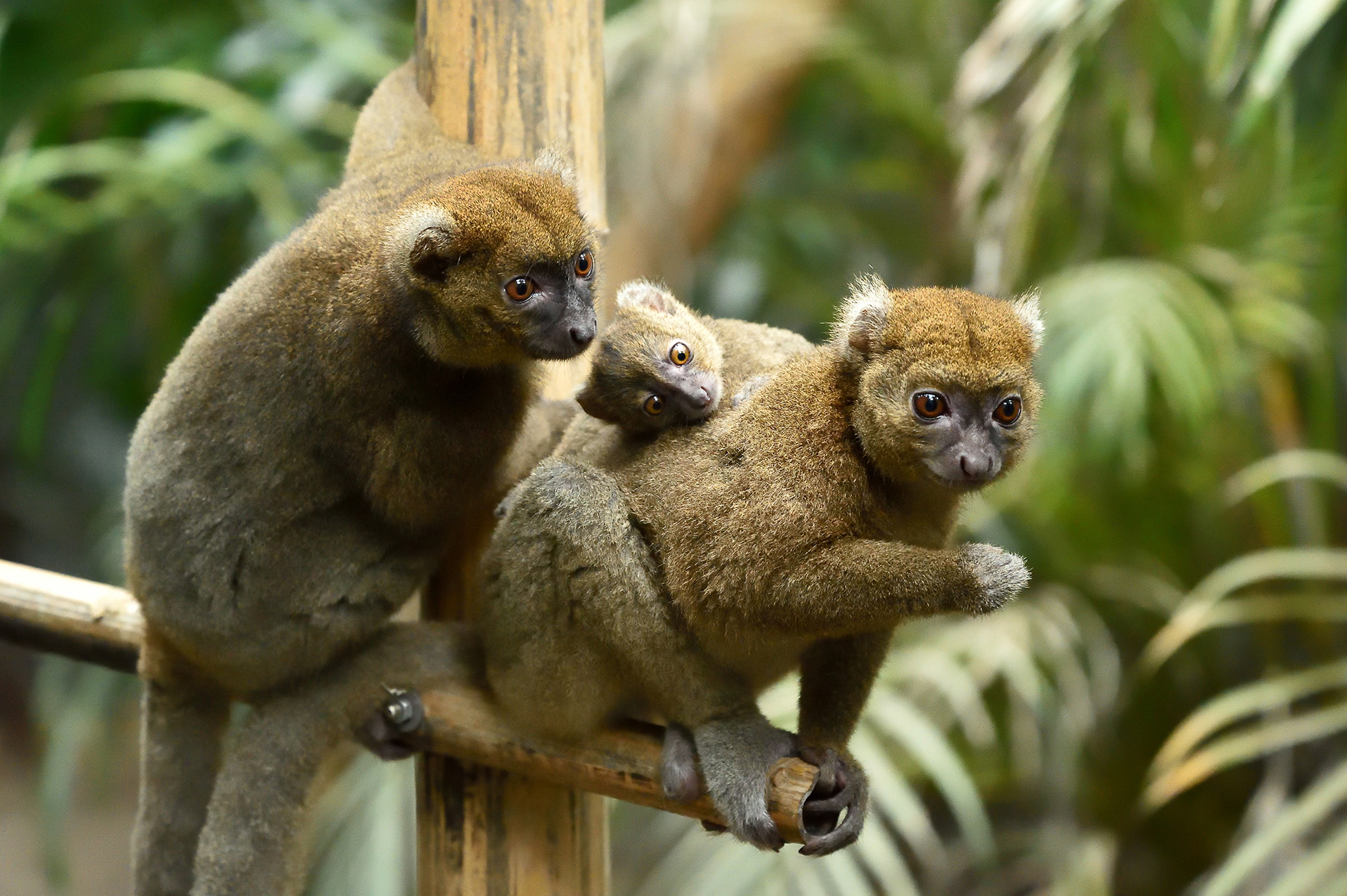 parc-zoologique-greater-bamboo-lemur-family