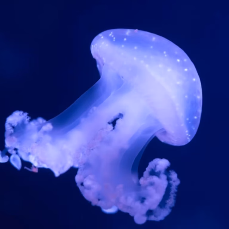 Aquarium de Paris : Passe anual
