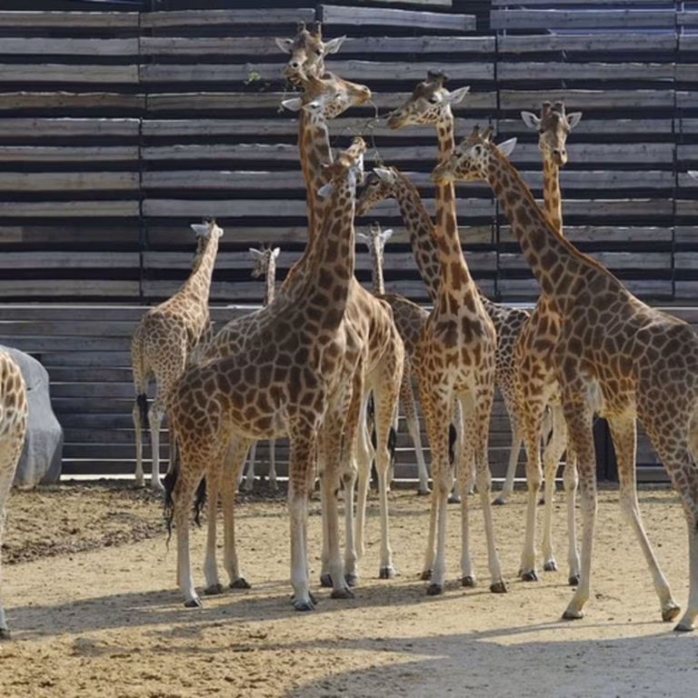 Tickets for the Parc Zoologique de Paris