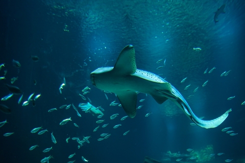 Paris,Aquarium,,The,Zebra,Shark,Is,A,Species,Of,Carpet