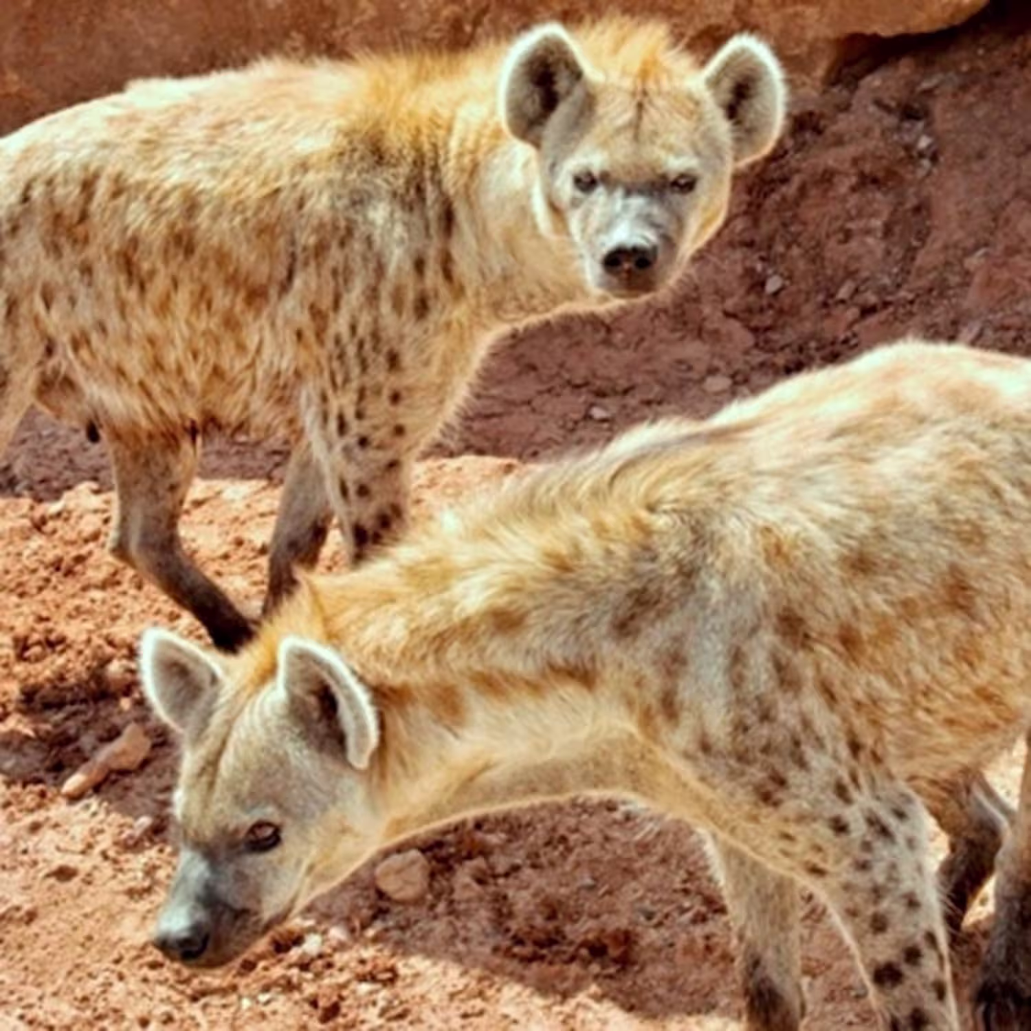 price-of-the-out-of-africa-wildlife-park