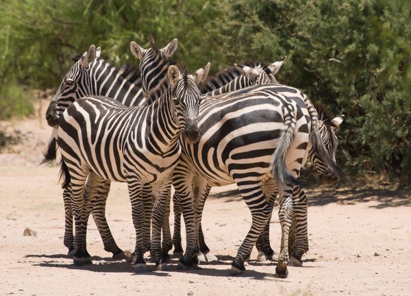 Parque de Vida Selvagem “Out of Africa” 2