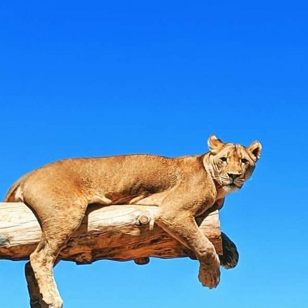 Parque de Vida Selvagem “Out of Africa” - 3
