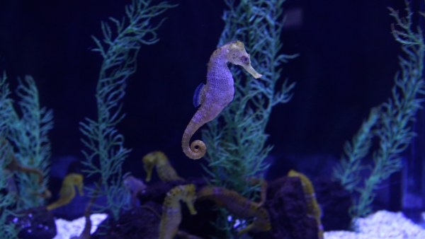Acuario Poema del Mar (Google Maps)-14