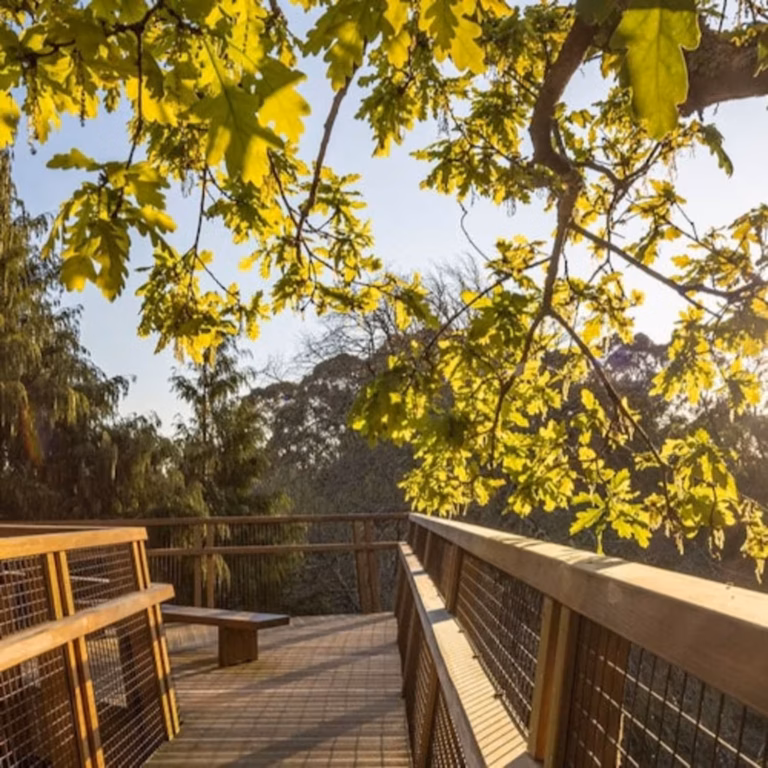 Serralves Park: admission ticket and Treetop Walk