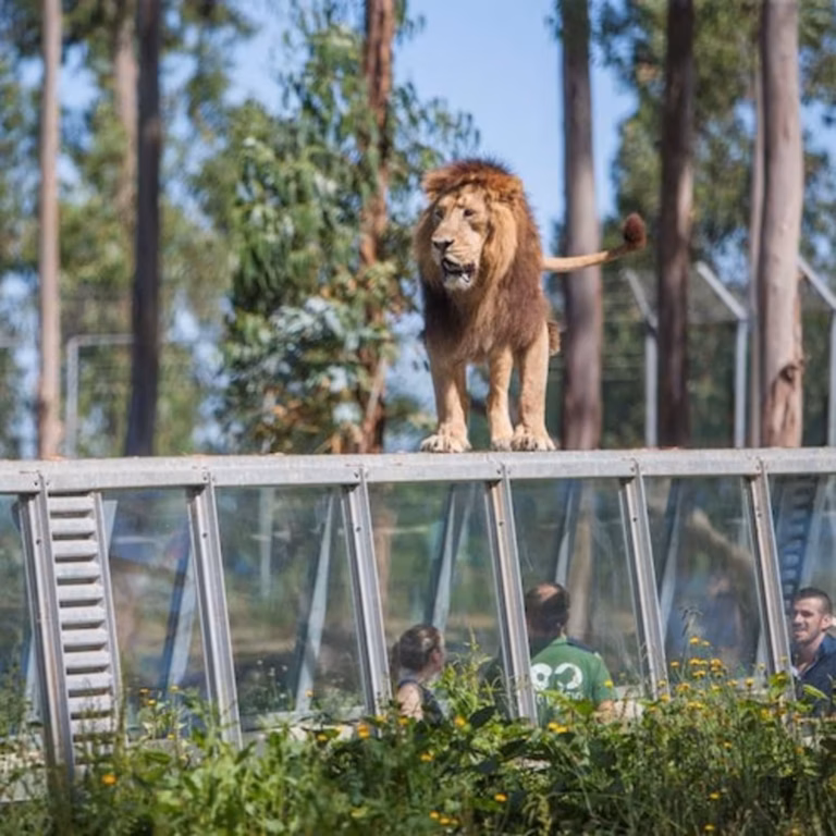 Saint Ignatius Zoo: no queues
