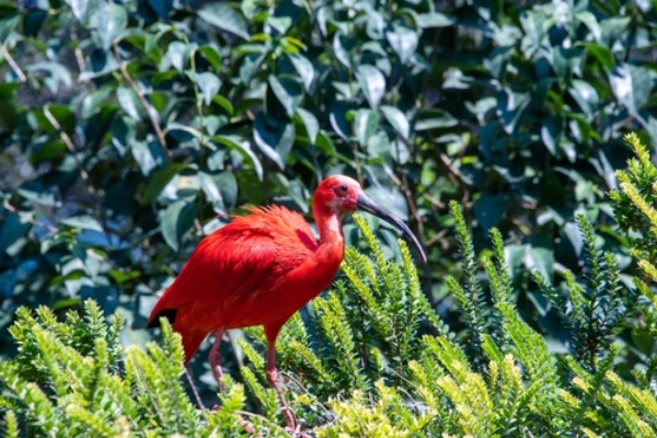 scarlet-ibis-at-bioparco-di-roma