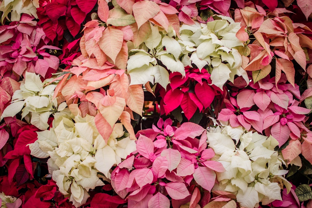 Colorées, blanches, orange, roses, pêche, poinsettias, fleurs de Noël, (euphorbe)
