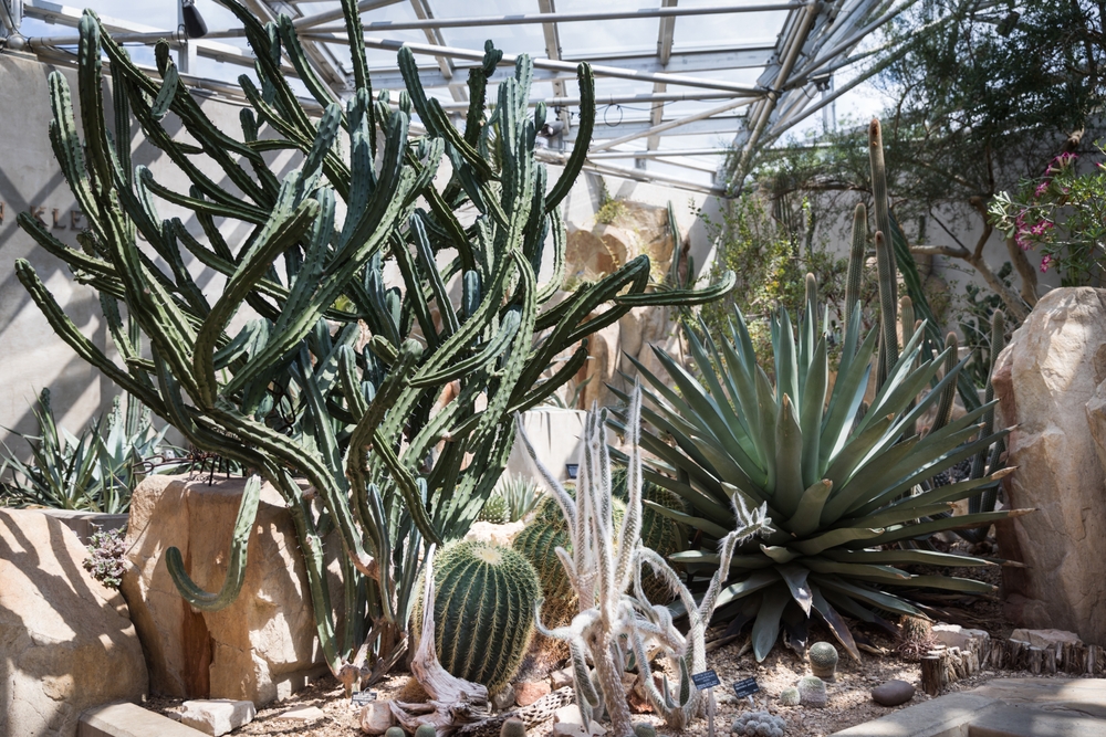 Desert, serre, au Jardin botanique de San Antonio, avec notamment un