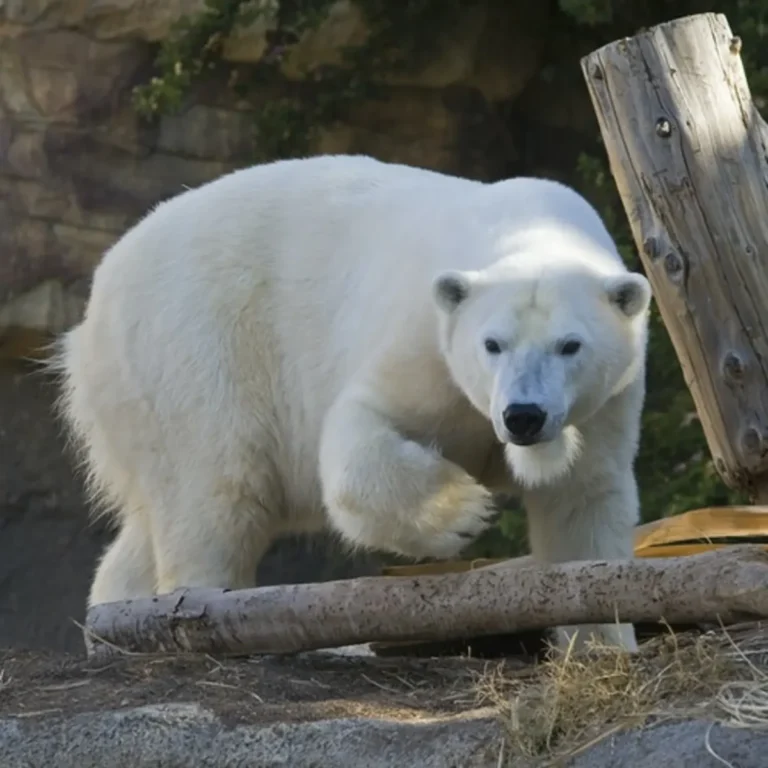 San Diego Zoo