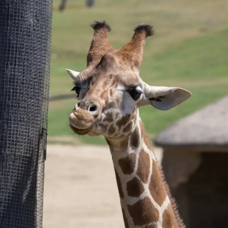 Zoo Safari Park de San Diego: Descubre la aventura de tu vida