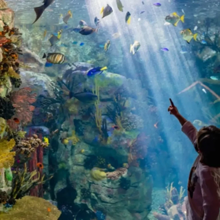 Birch Aquarium: Bilhete de entrada