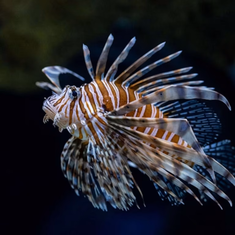 Seattle Aquarium: Entry Ticket
