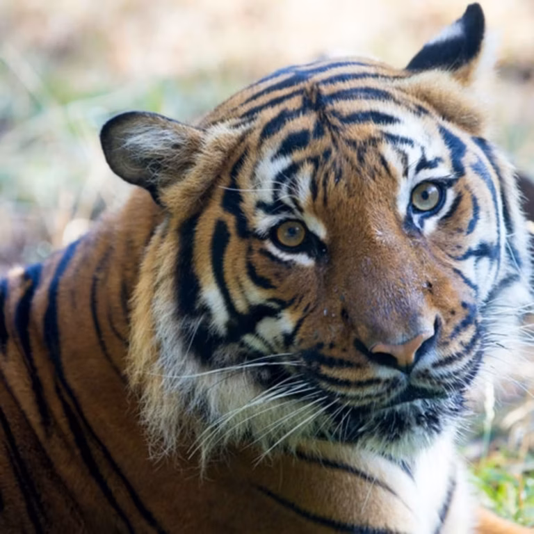 Woodland Park Zoo: Skip The Line