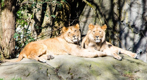 woodland-park-zoo-2