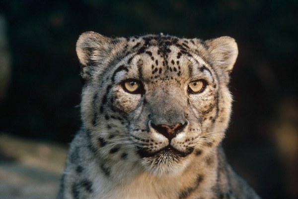 woodland-park-zoo-3