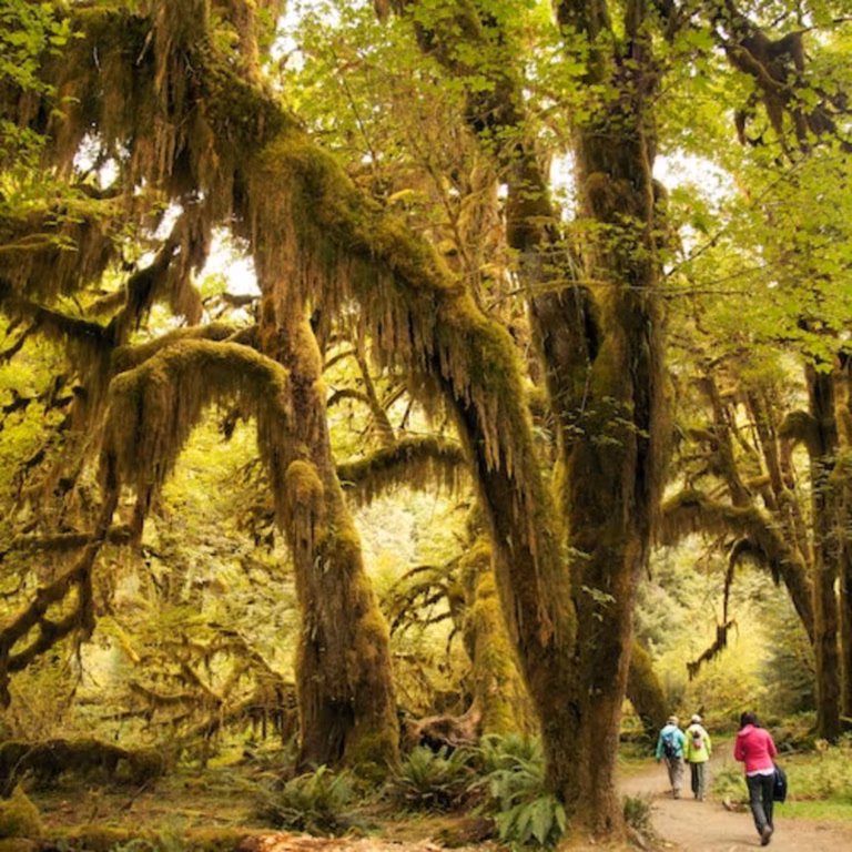 Olympic National Park: All-Inclusive Small Group Day Trip from Seattle
