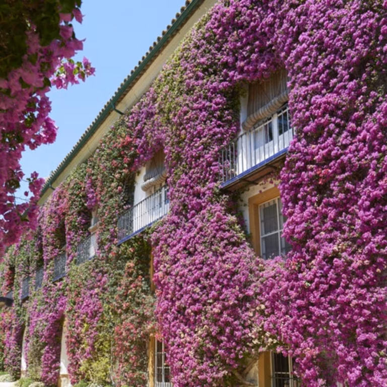 Visit the Palacio de las Dueñas with audio guide and without queues!