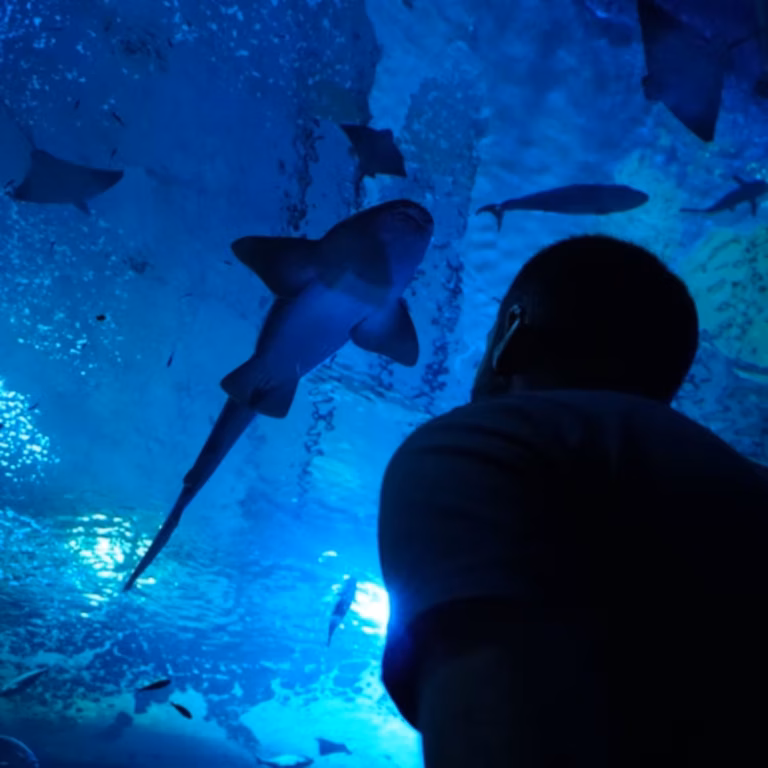 tickets for the Aquarium of Seville!