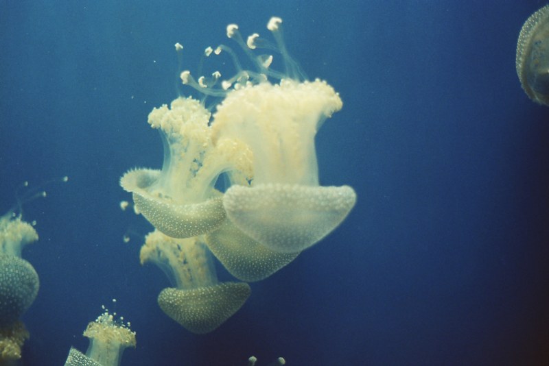 sevilla-aquarium-2_800x534