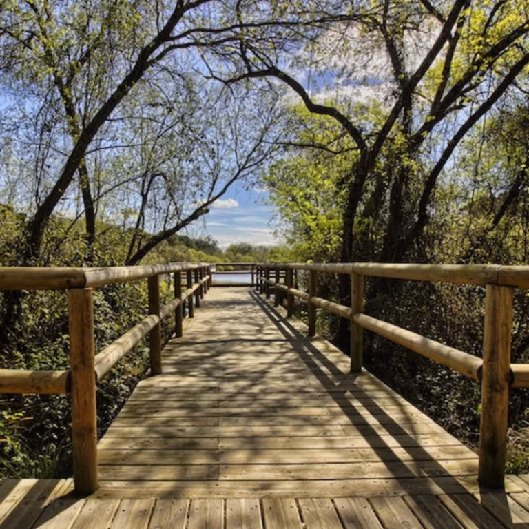 Doñana national park and El Rocío: excursion from Seville