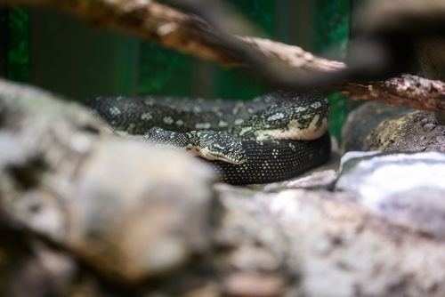 Python,In,A,Reptile,House,At,A,Zoo,In,Sydney,