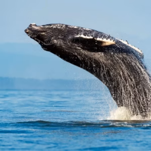 Sydney: Whale Watching Adventure Cruise