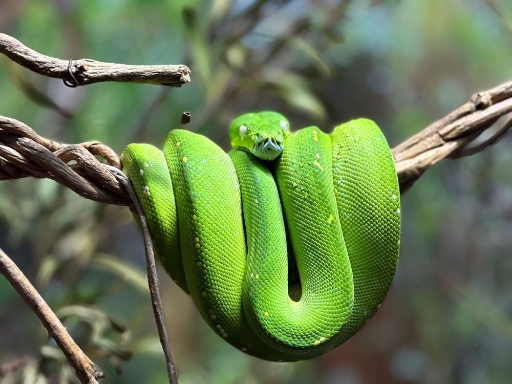 Close,Up,View,Of,Reptile,From,Sydney,Zoo!