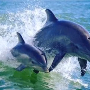 Área da praia de St. Pete: Dolphin Racer Speedboat Adventure