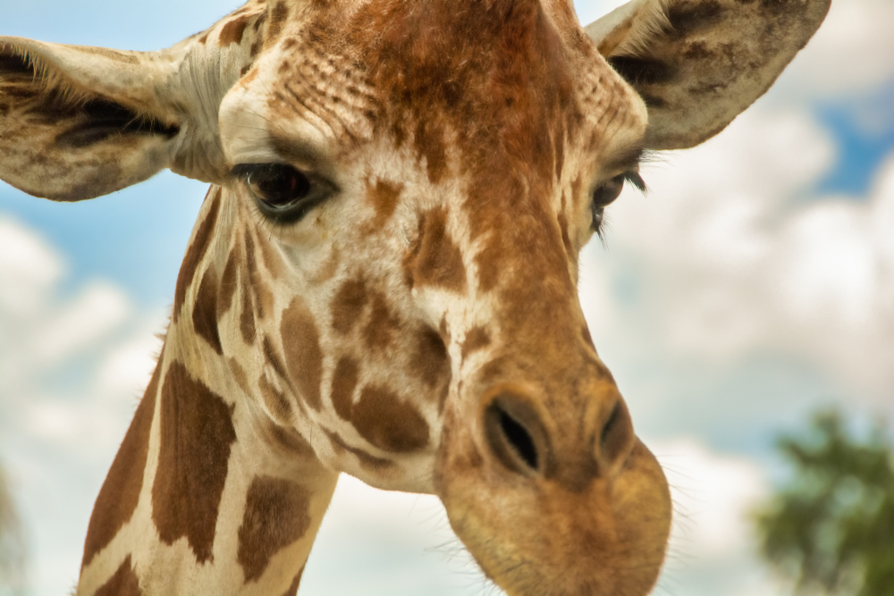 A,Giraffe,At,Bush,Graden,Tampa,,Florida