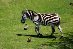 Busch Gardens