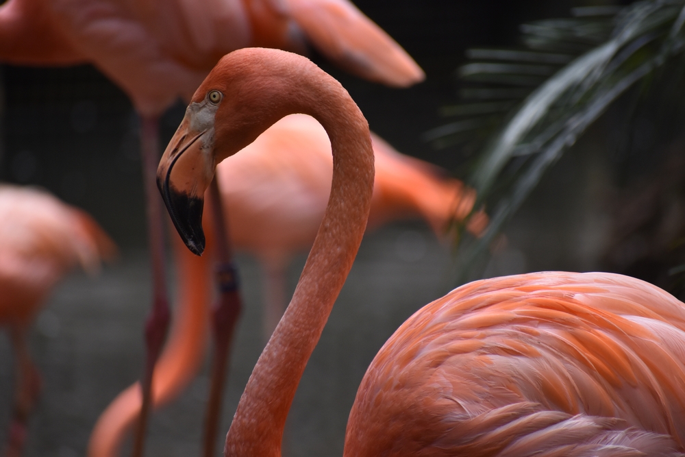 A,Group,Of,Flamingos,At,Busch,Gardens