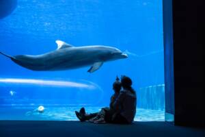 Clearwater Marine Aquarium
