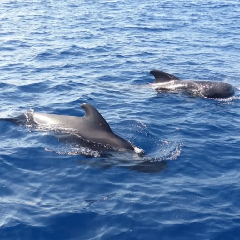 Tenerife: Catamaran Excursion for Dolphin and Whale Watching + Lunch + Transportation