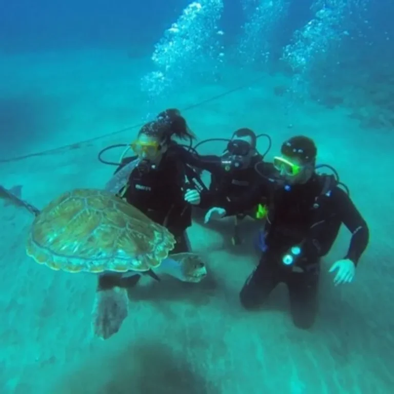 Los Cristianos: Guided Diving Lesson