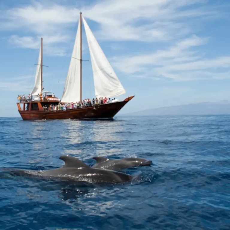 Costa Adeje: 2-hour guided whale- and dolphin-watching cruise