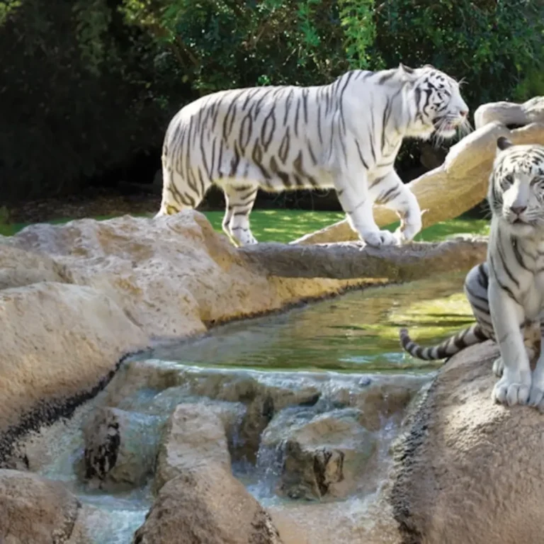 Loro Parque: Entry Ticket